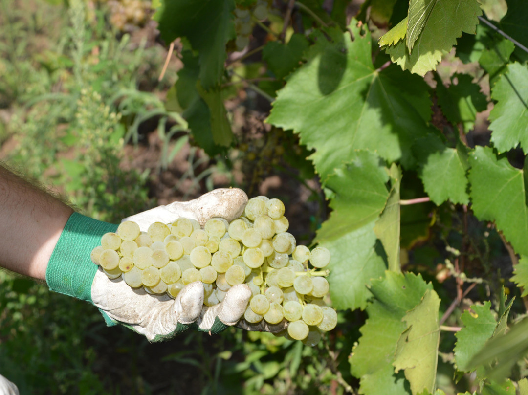 Azienda Agricola Villa Simone-Monte Porzio Catone必去景点