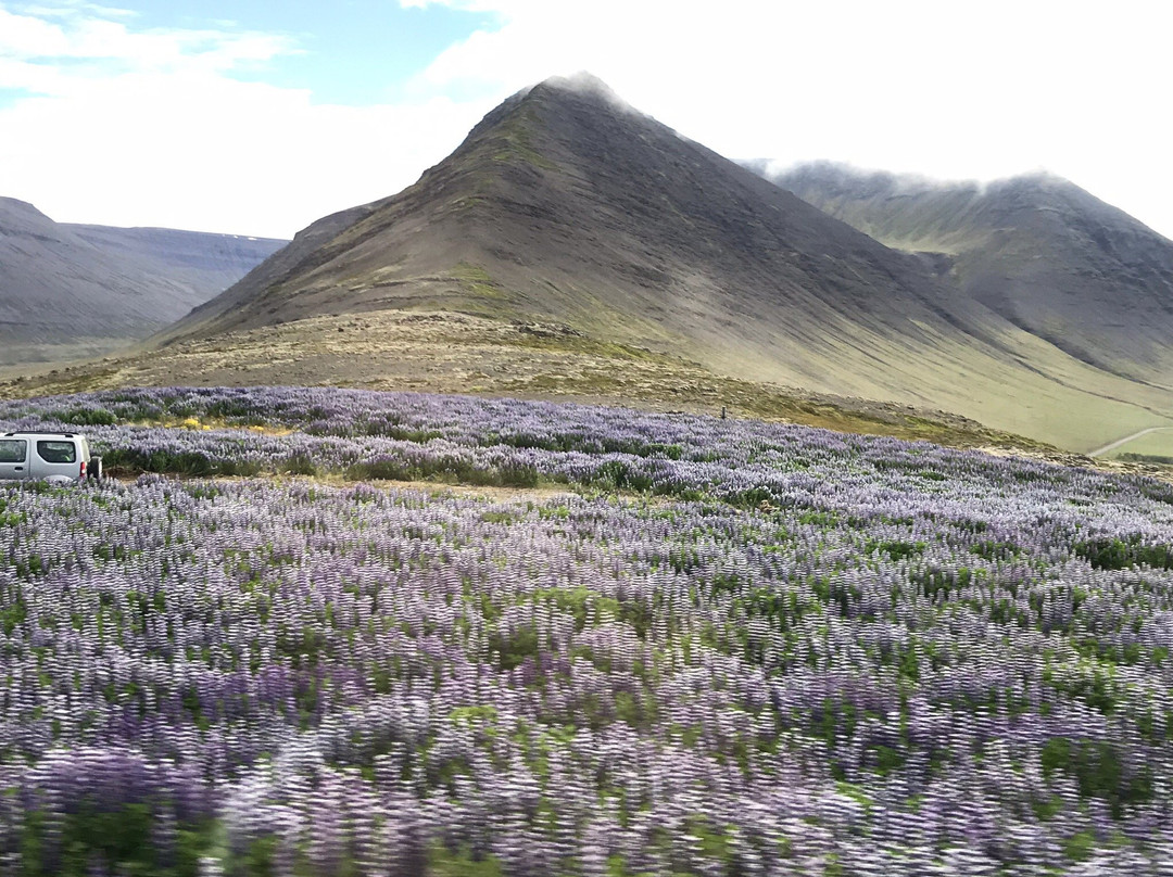 Wild Westfjords-伊萨菲厄泽必去景点