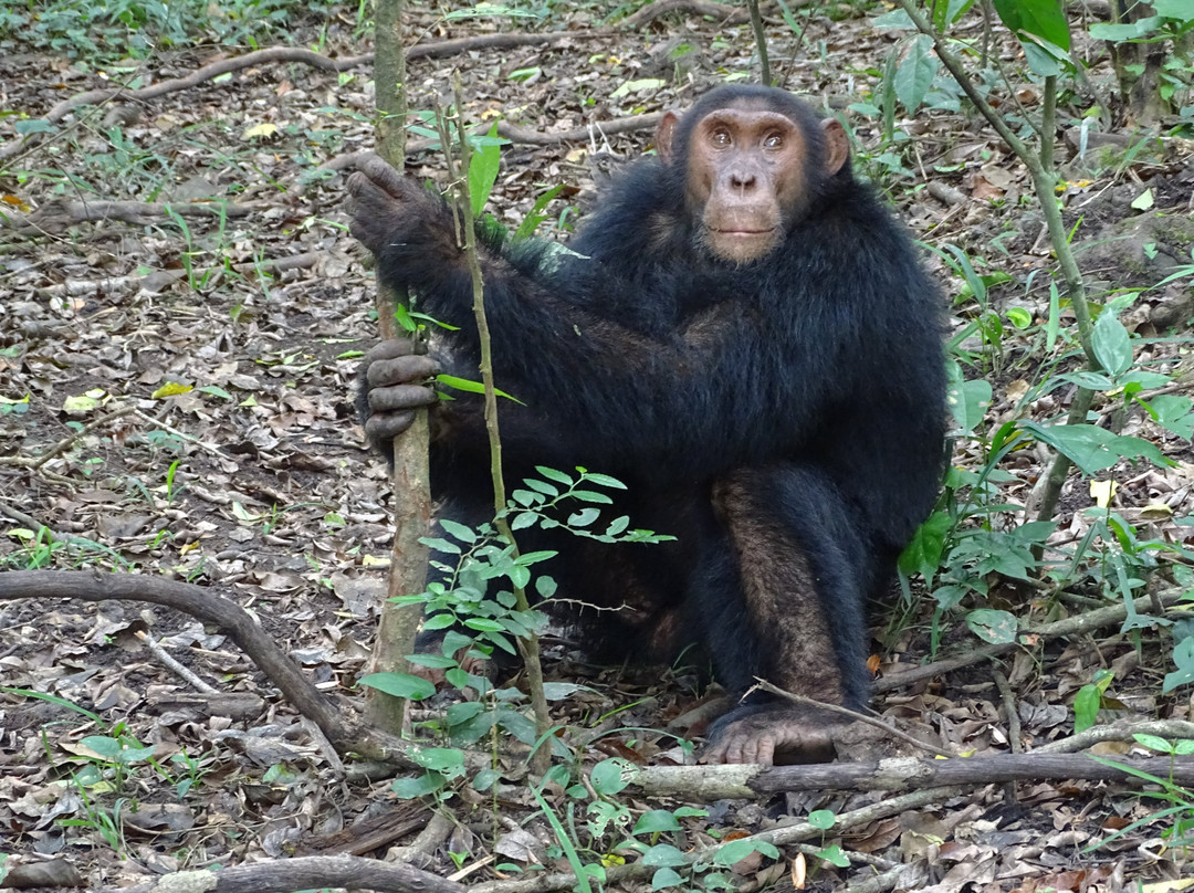 Kyambura Game Reserve (Kyambura Gorge)景点图片