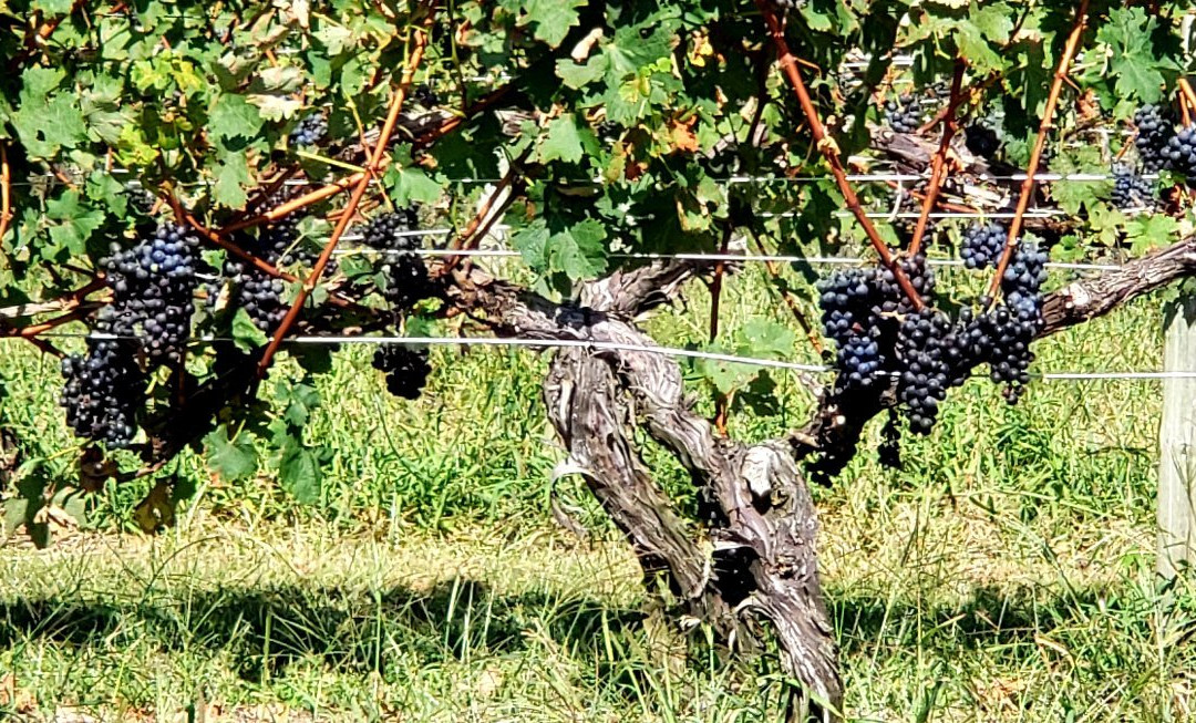 Fiore Winery-Pylesville必去景点