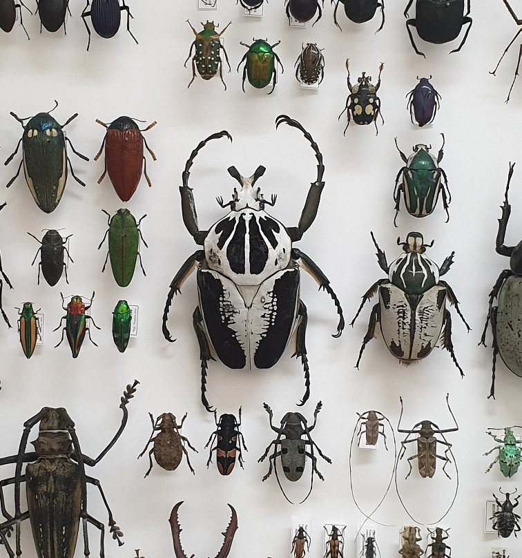 Phyletisches Museum景点图片