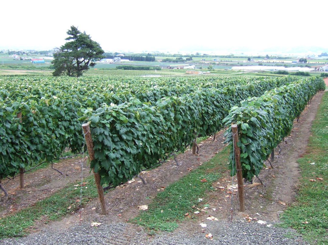 Furano Budogaoka Park-富良野市必去景点