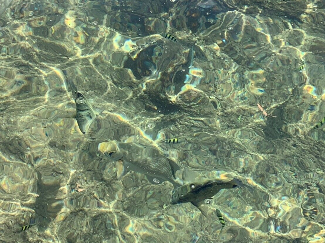 Tropical Fish's Home-久米岛町必去景点