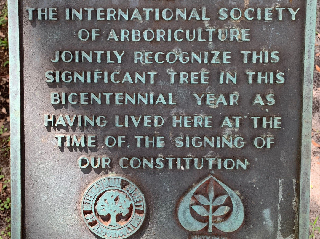 Lover's Oak-不伦瑞克必去景点