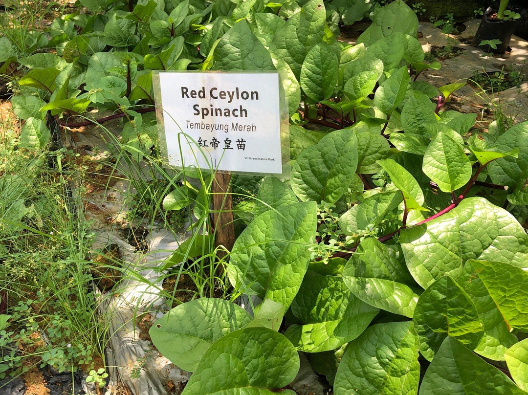 VH Green Nature Park-古晋必去景点