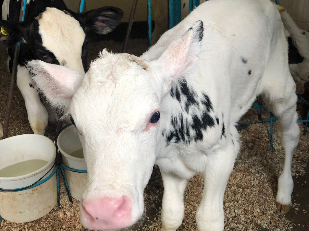 Hinchley's Dairy Farm Tours-Cambridge必去景点