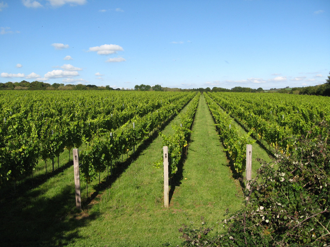 Langham Wine Estate Vineyard景点图片