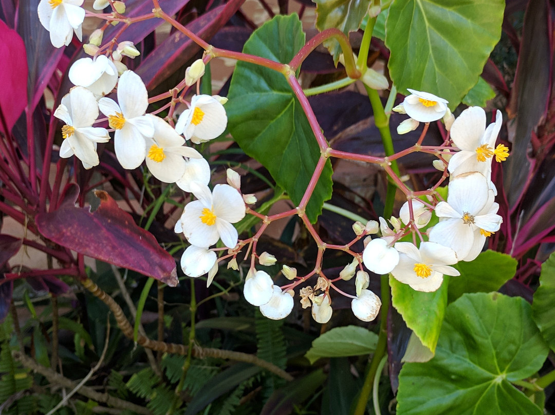 Ormond Memorial Art Museum & Gardens-奥蒙德海滩必去景点