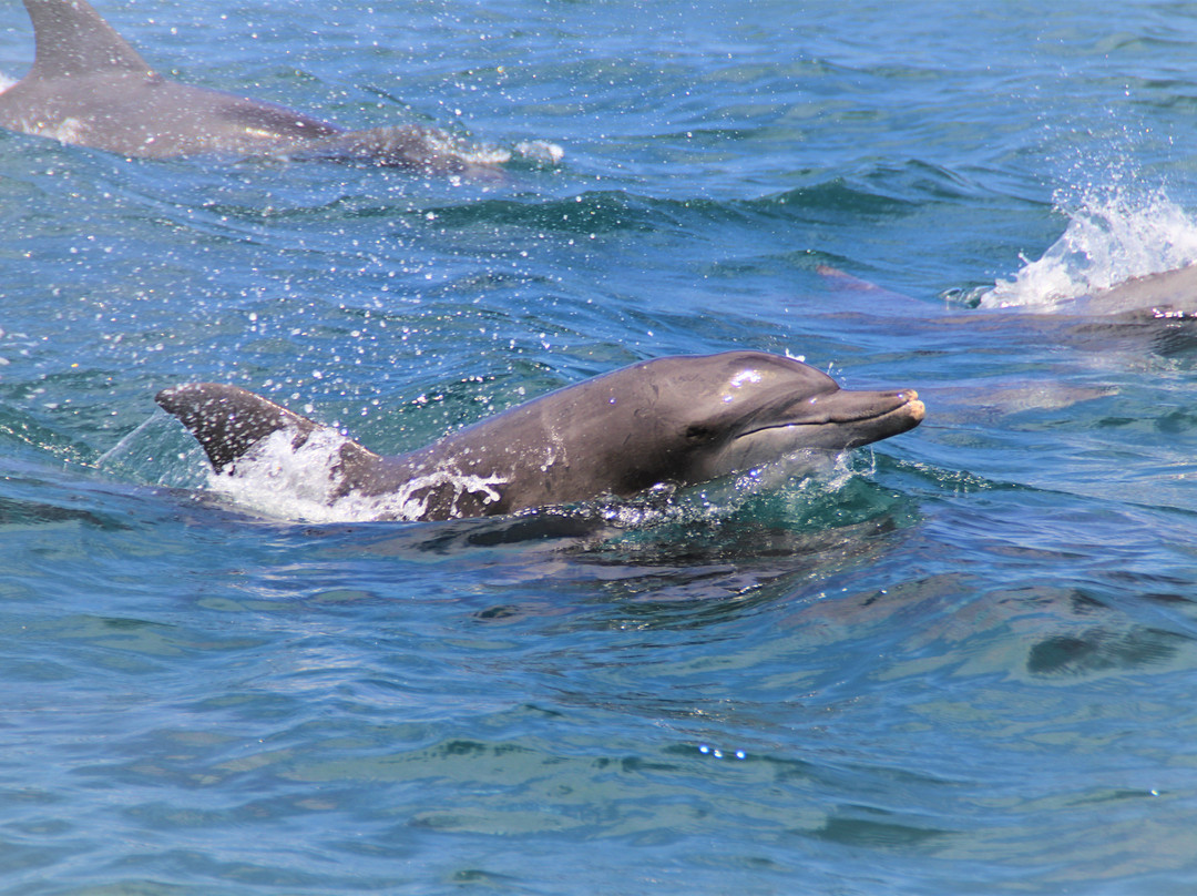 Dolphin Marine World景点图片