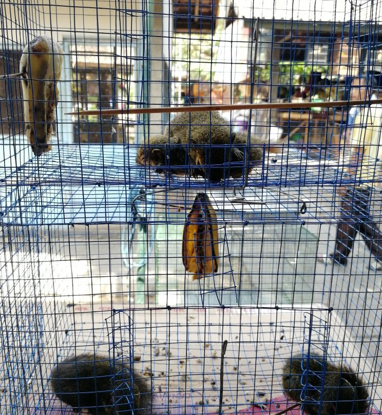 Yogyakarta Bird Market-日惹必去景点