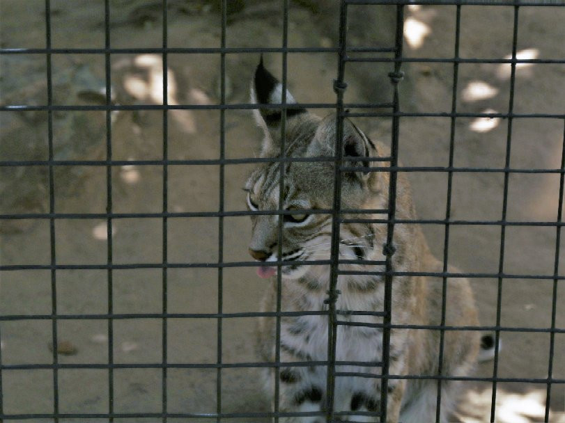 Micke Grove Zoo-洛迪必去景点