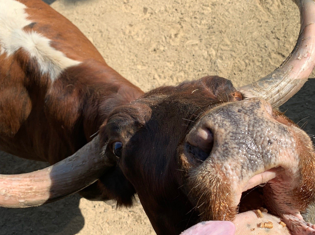 Wagon Trails Animal Park-Vienna必去景点