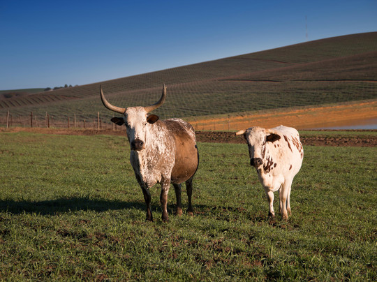 LISALOVESWINES-斯泰伦博斯必去景点