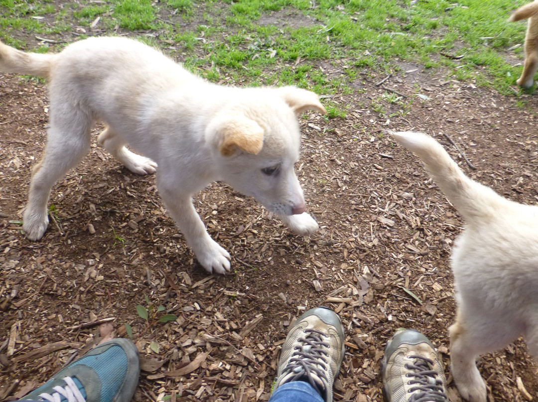 Dingo Discovery Sanctuary and Research Centre-Toolern Vale必去景点