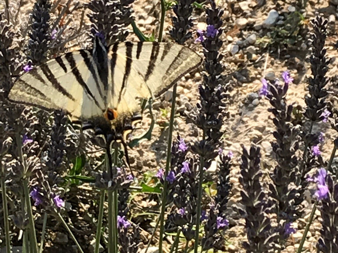 Le Grand Jardin主图