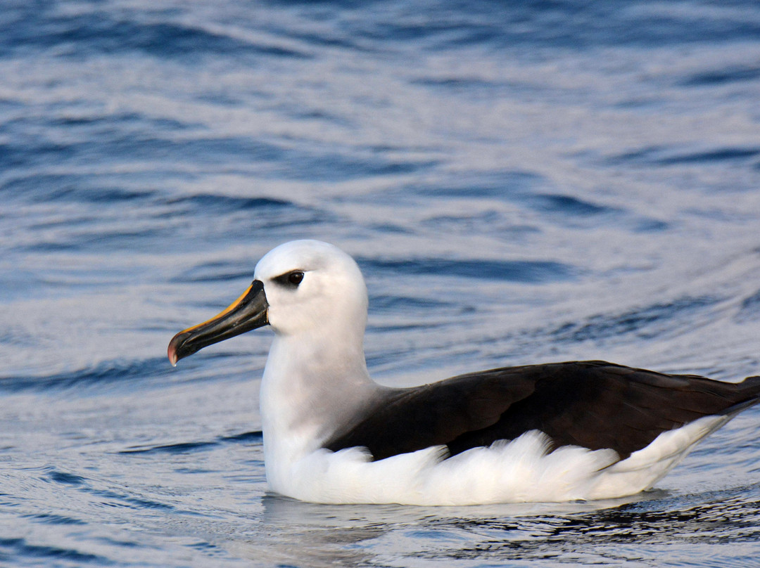 Kingdom Birding-德班必去景点