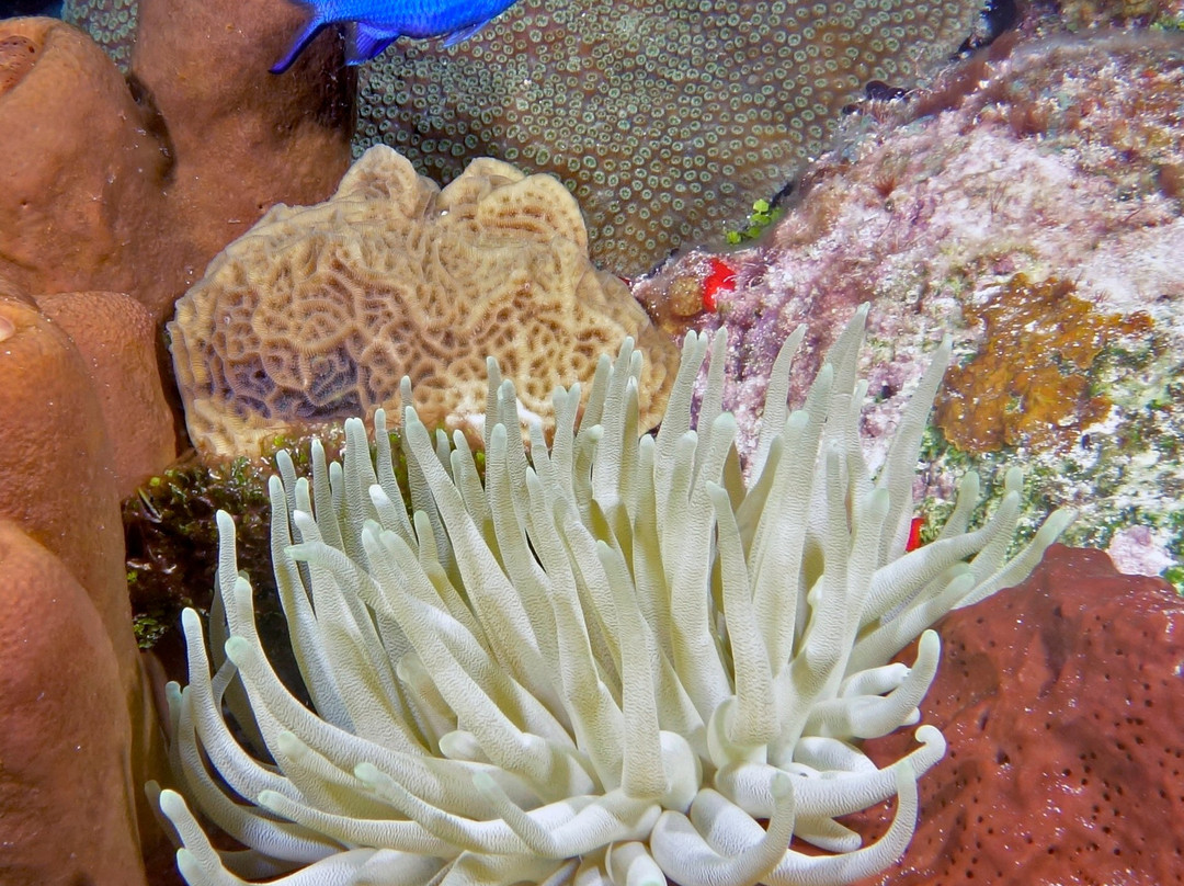 The Reef Marina-普拉亚德尔卡曼必去景点