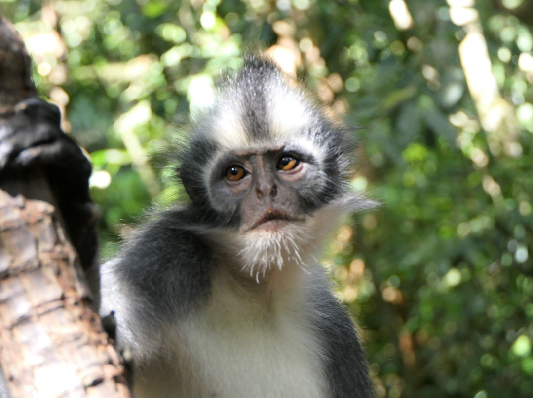 Bukit Lawang Trekking-武吉拉旺必去景点