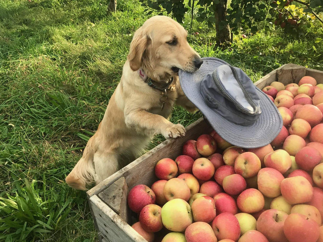 Brown's Orchard and Cider Co.景点图片