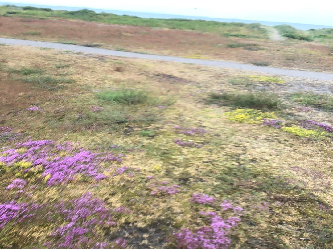Vikens havsbad景点图片