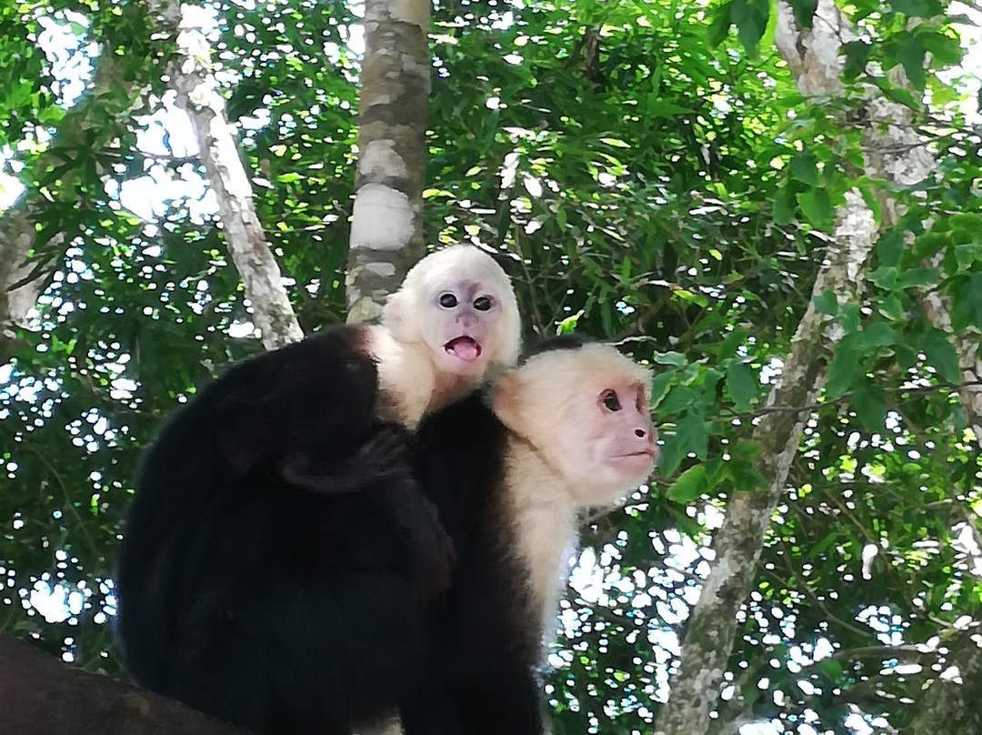 Manuel Antonio National Park景点图片