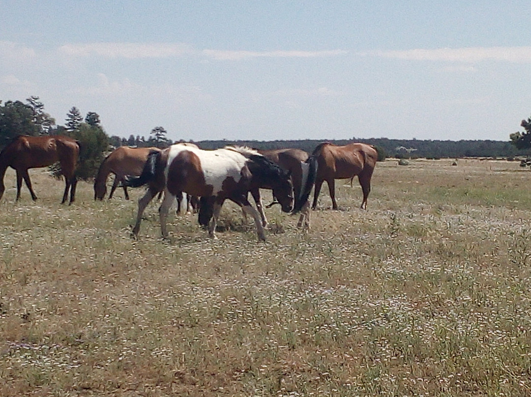 Spencers Rocken Horses-Heber必去景点