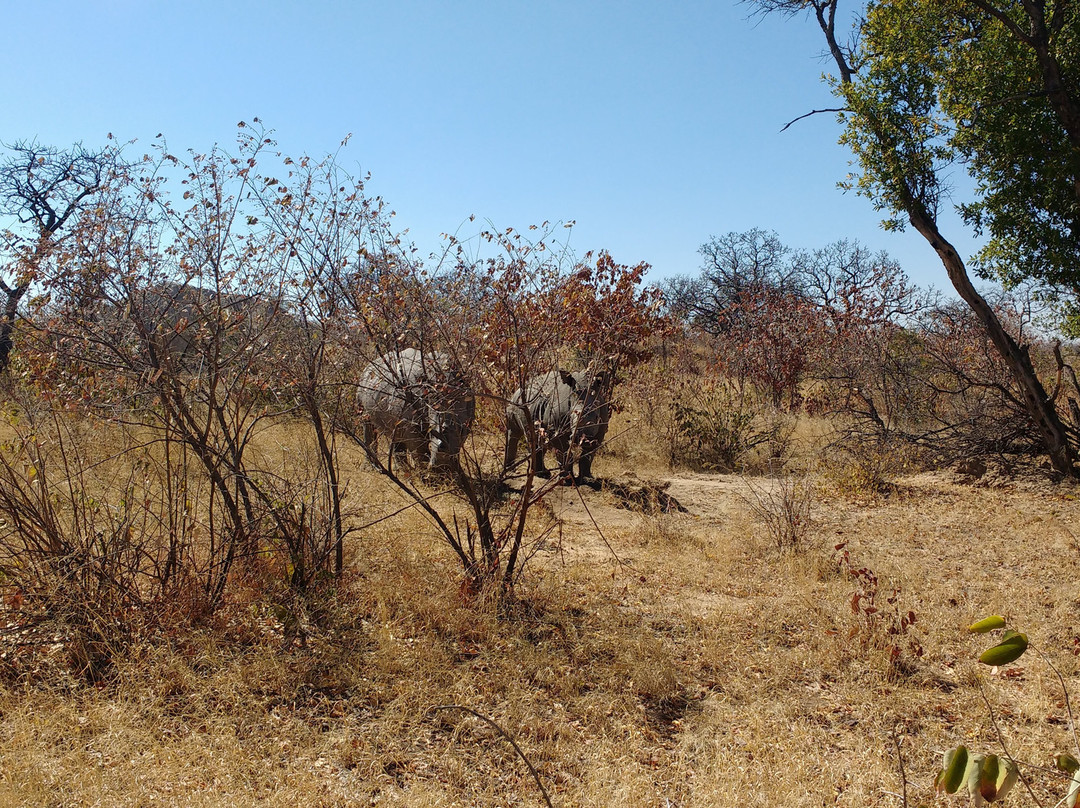 African Wanderer Safaris景点图片