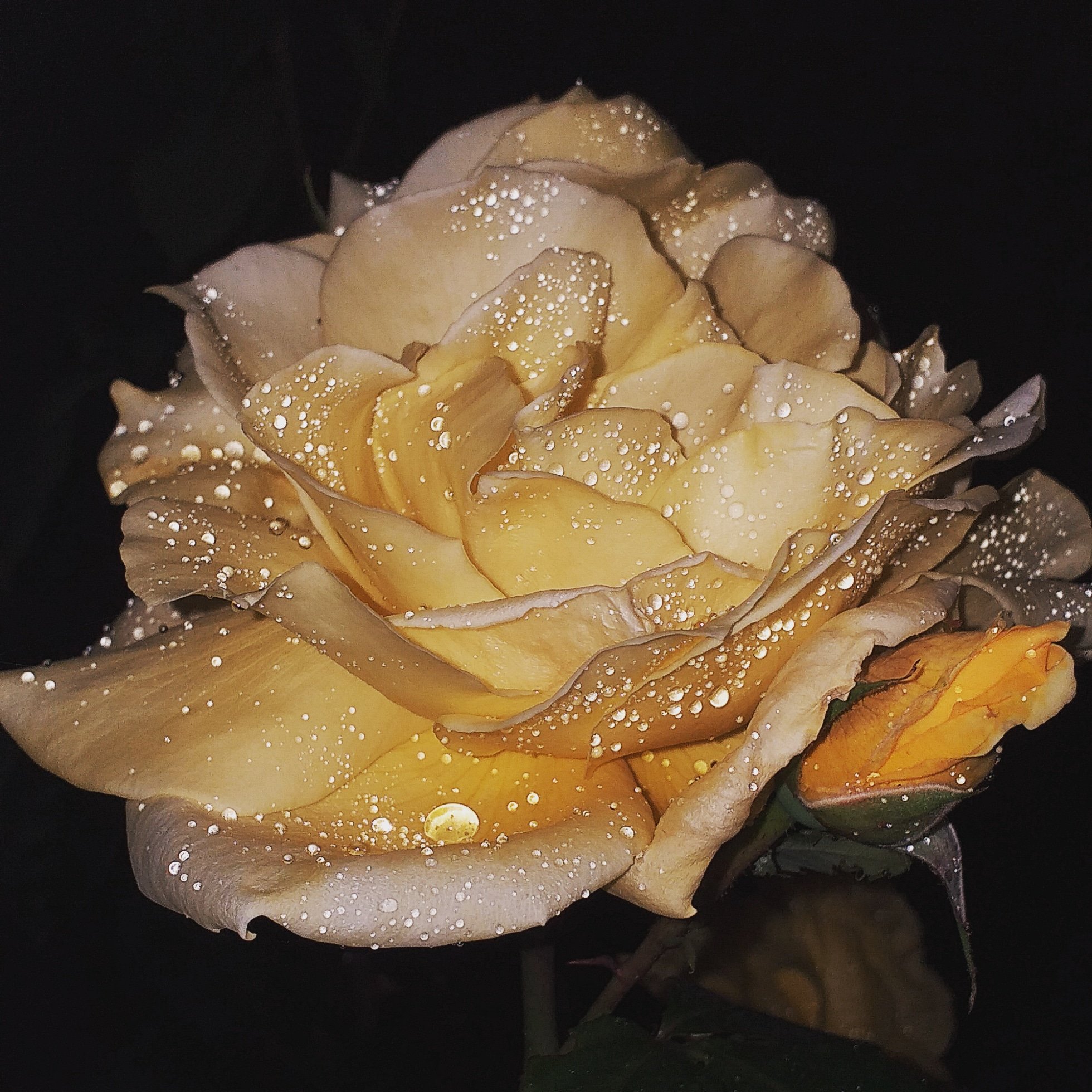 Il Bacio e La Nocciola-官方