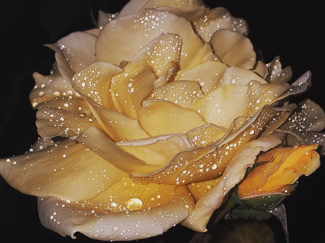 Il Bacio e La Nocciola主图