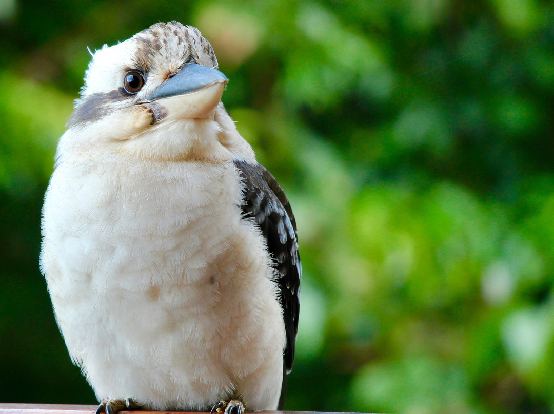 Kookas Bed & Breakfast主图