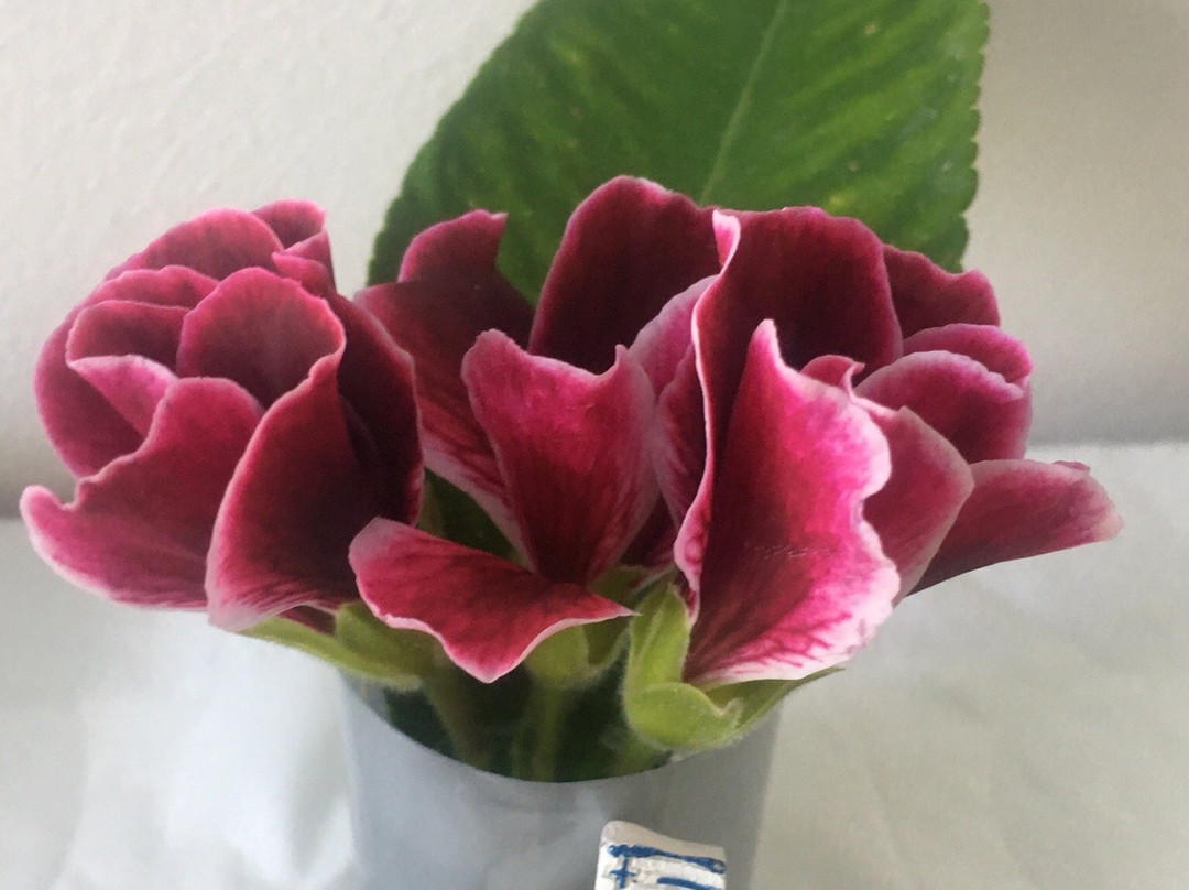 Cannon Bar-Faliraki必去景点