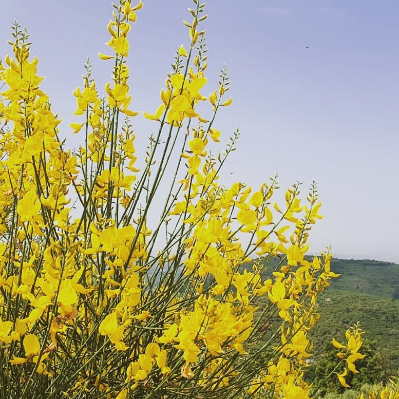 Santa Maria A Vico旅游攻略图片