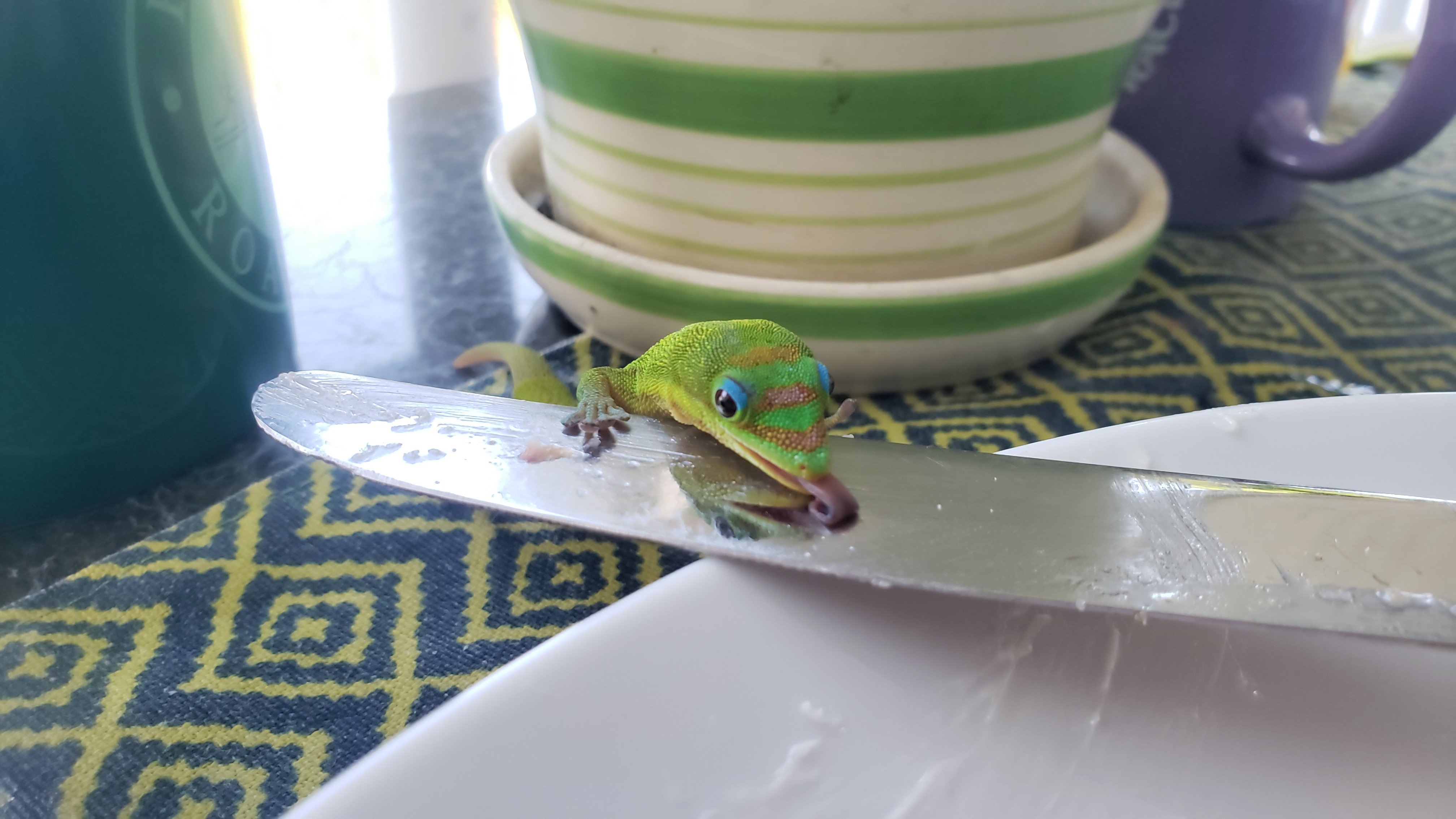 卡阿瓦罗阿庄园饭店-餐饮