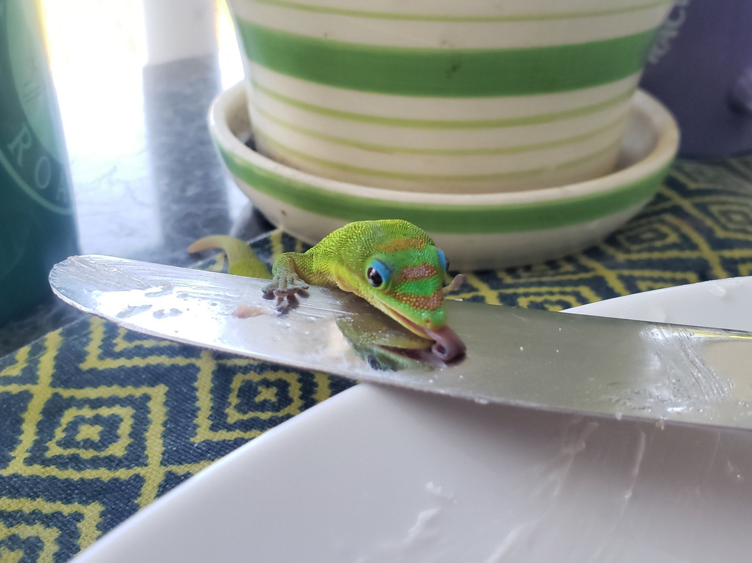 卡阿瓦罗阿庄园饭店主图