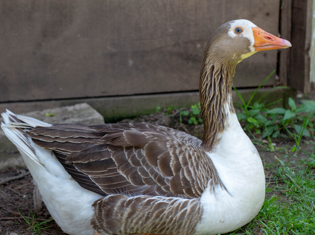 Tri State Zoological Park景点图片