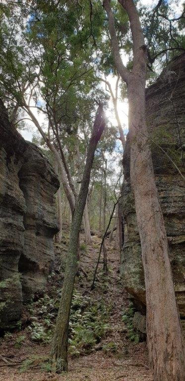 Ferntree Gully-Rylstone必去景点