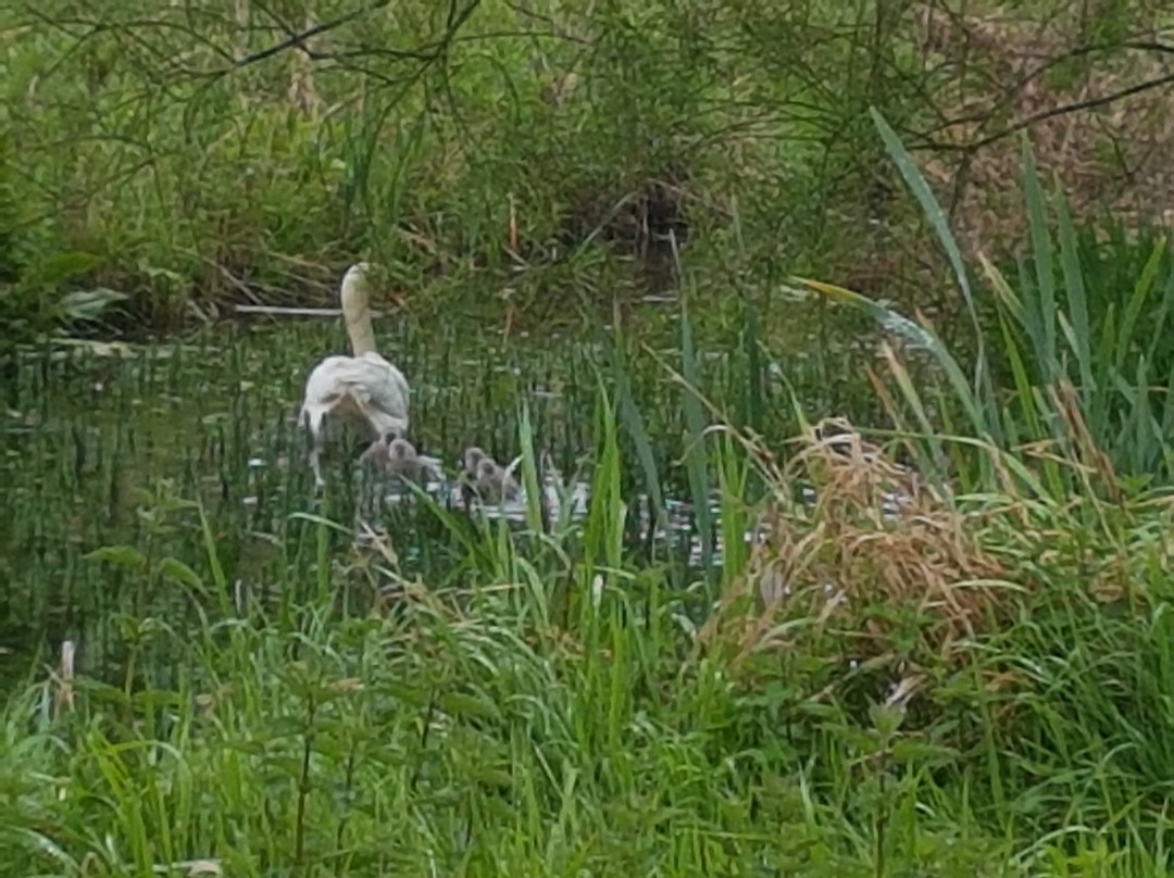 Stotfold Watermill & Nature Reserve景点图片