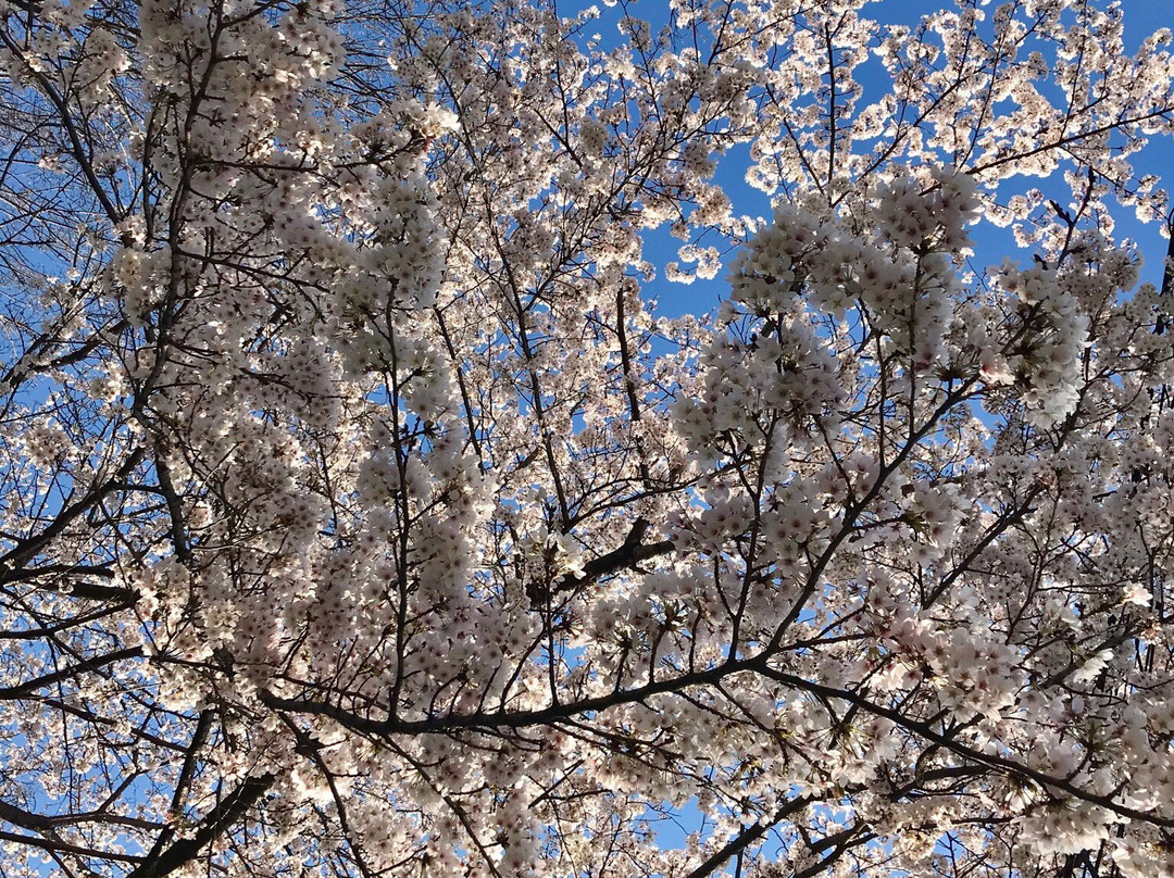 Tokiwadaira Cherry Blossom Promenade景点图片