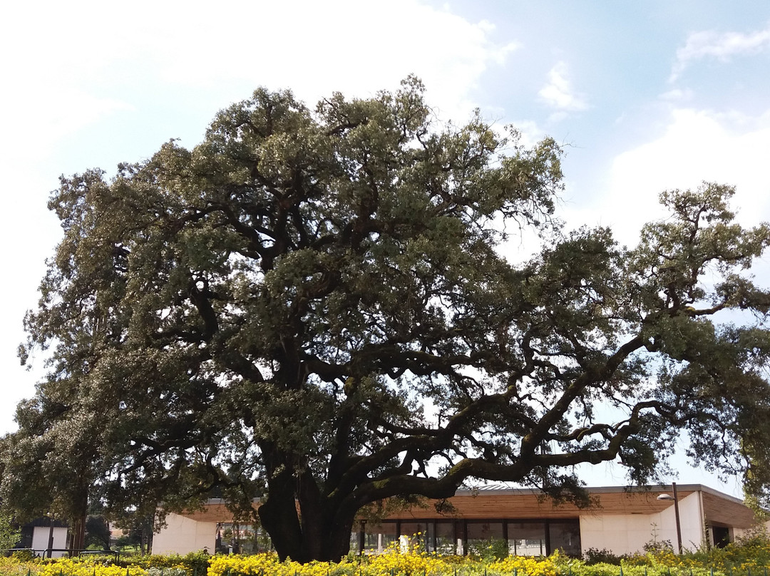 Azinheira Grande Centenaria