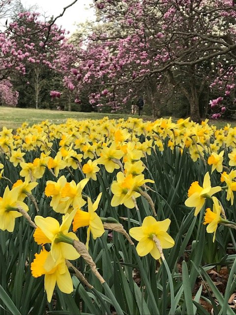 U.S. National Arboretum景点图片