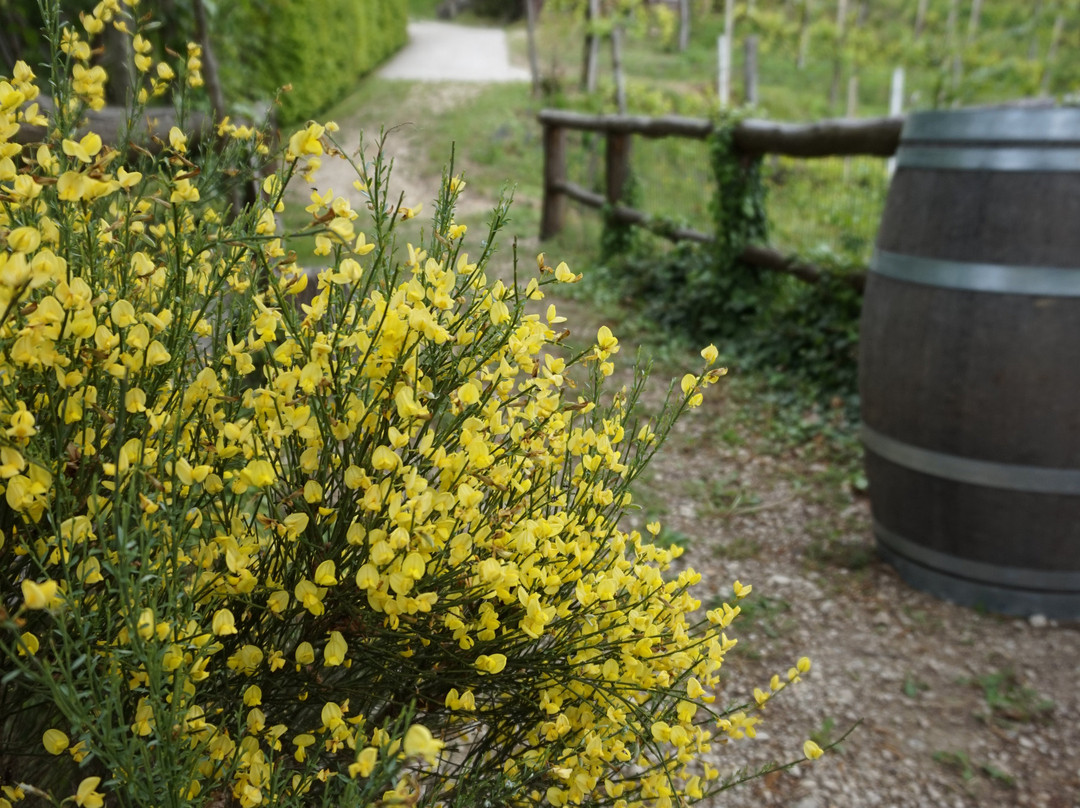 Azienda Agricola Le Volpere景点图片