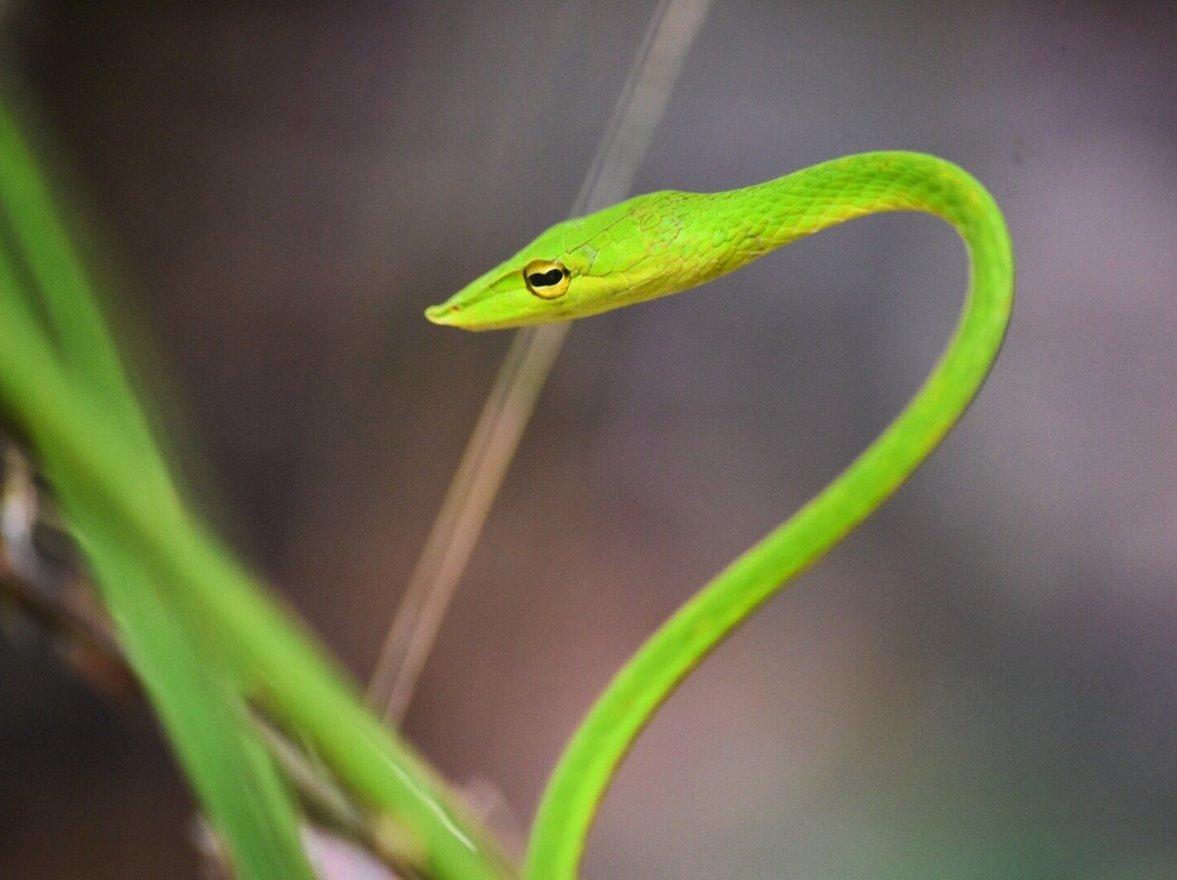 Eco Villa - Sinharaja主图