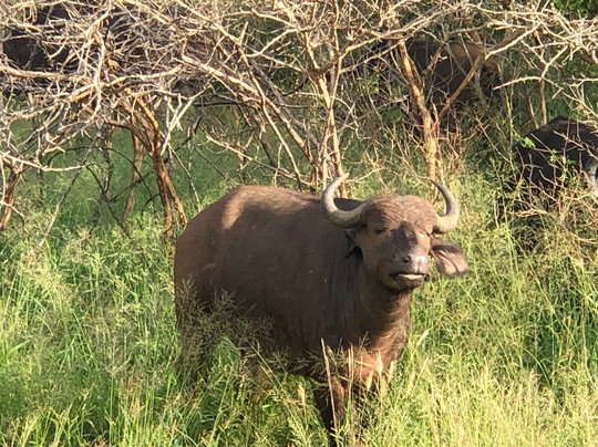 Beyond the Boma主图