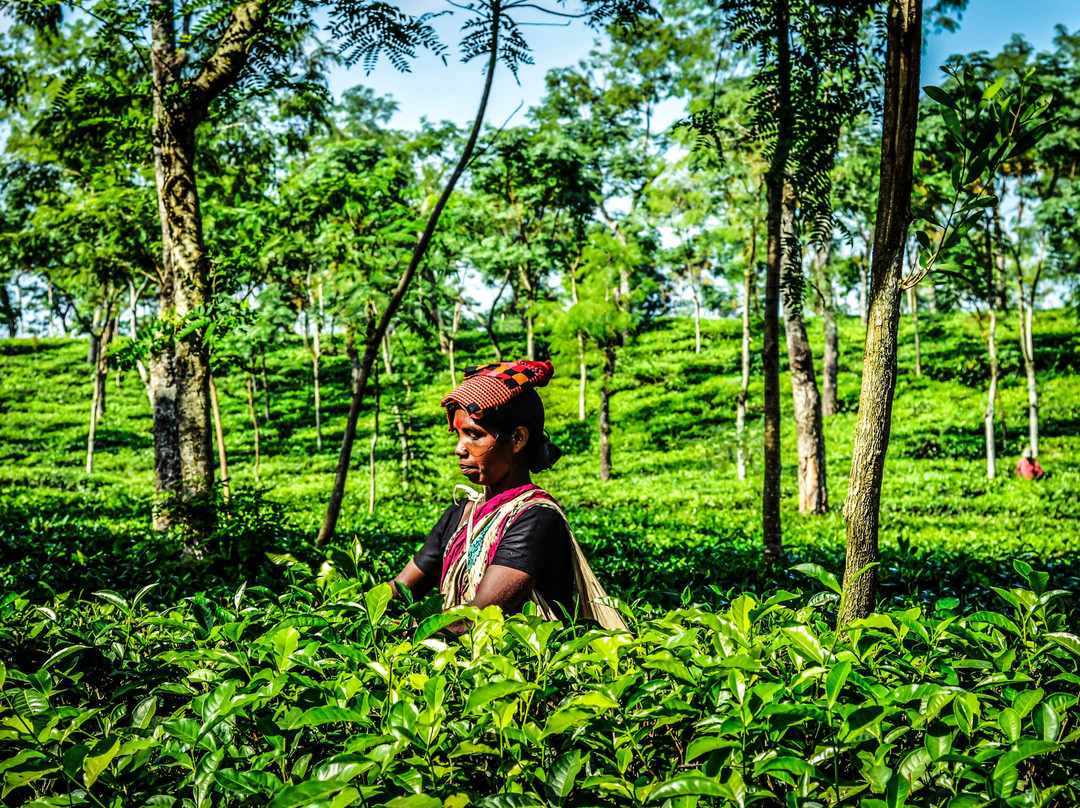 Bangladesh Scenic Tours景点图片