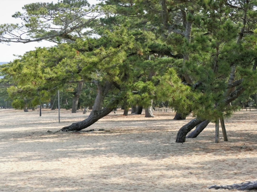 Tsuda Matsubara景点图片