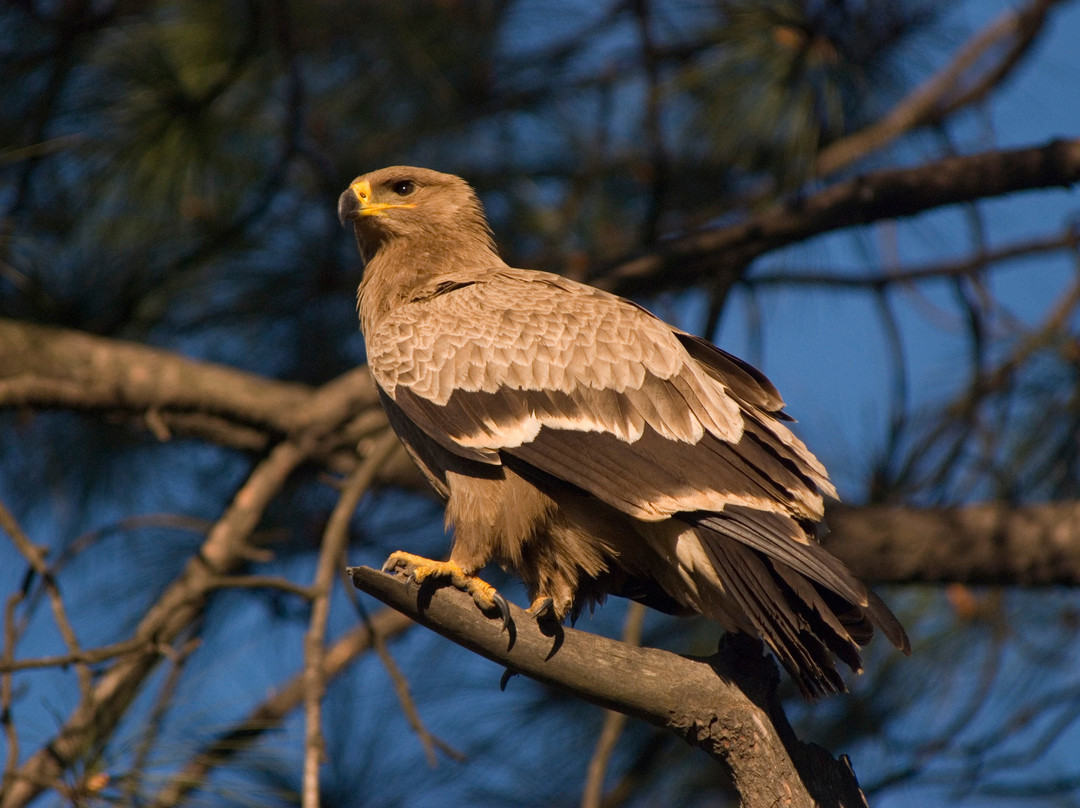 Pangot and Kilbury Bird Sanctuary景点图片