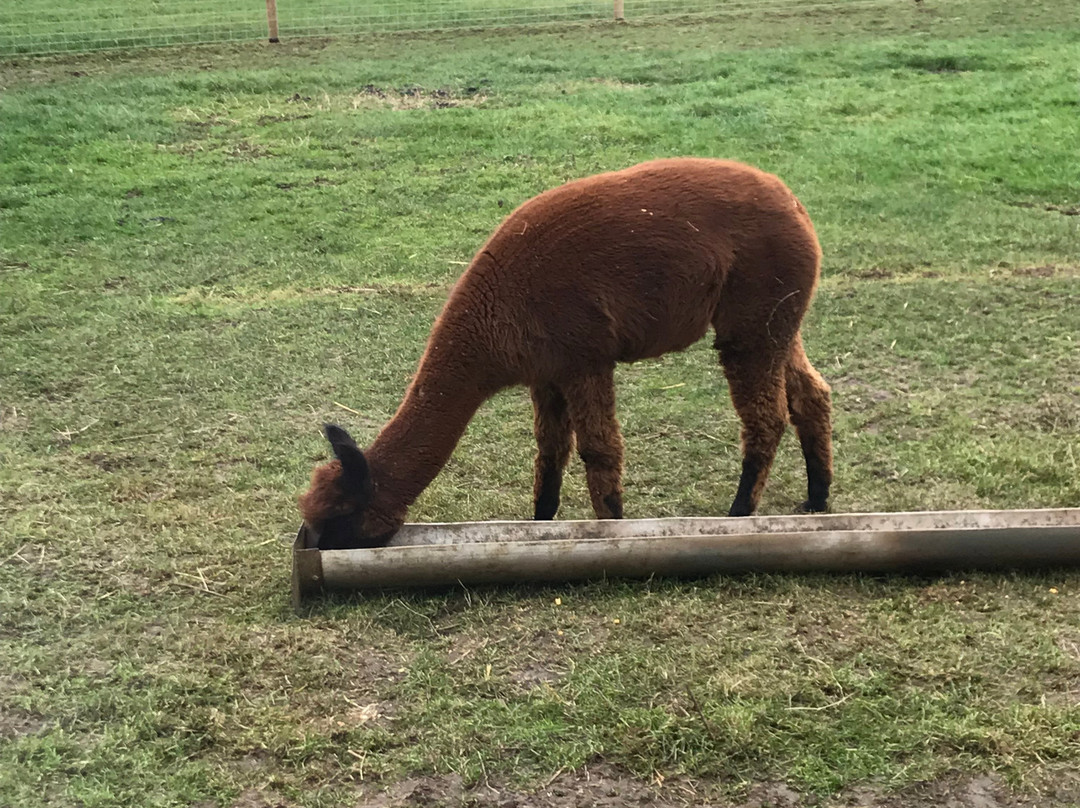 The Alpaca Centre at JandJ Alpacas景点图片