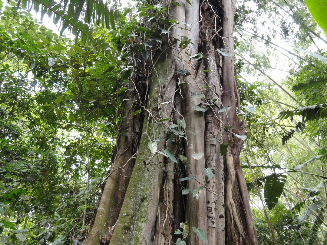 Jardín Botánico del Quindío-Calarca必去景点
