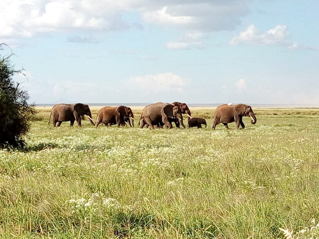 Maasai Mara Safaris