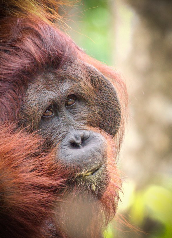 Borneo Eco Tour-Pangkalan Bun必去景点